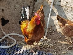 -北京鹿世界主题园