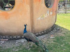 -哈尔滨北方森林动物园