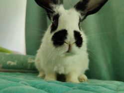 -飛凡TATTOO纹身•原创