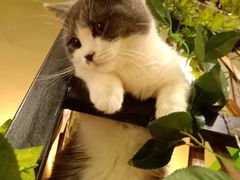 -李小姐の猫咖啡馆(五角场店)