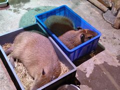 -正佳雨林生态植物园