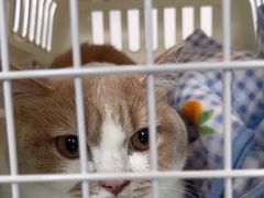 -凯特喵百思猫专科医院