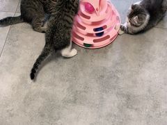 -团子家猫咪猫咖馆·柯基·柯尔鸭