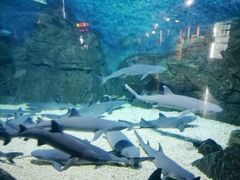 -烟台海昌鲸鲨海洋公园