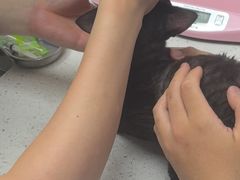 -宠颐生宠物医院·心肾内科·猫专科诊疗中心宠巢店
