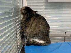 -瑞派·关忠动物医院·猫专科·犬专科(三环新城店)