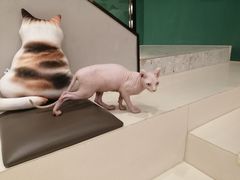-飞行喵MR PILOT|猫舍·猫咖(静安大融城店)