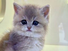 -小猫来了·猫舍(红山六九七九店)