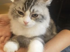 -飞行喵MR PILOT|猫舍·猫咖(静安大融城店)