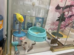 -糯米喵星人总部直营旗舰店·猫舍·幼猫出售