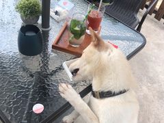 -柴犬高等学院·狗咖·柴犬售卖·宠物训练