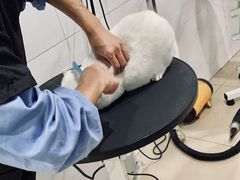 -诺比宠物医院心脏内科·泌尿肾内外科·骨科急重症