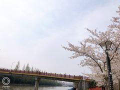 -高东镇樱花园