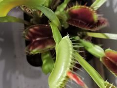 -双季花艺园艺市场(浦东店)