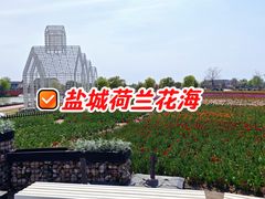 -荷兰花海