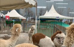 -萌宠亲子动物乐园(槐房万达店)