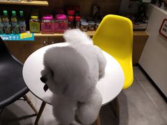 -帕帕拉兹宠物(亚洲旗舰店)