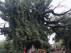 -大槐树寻根祭祖园