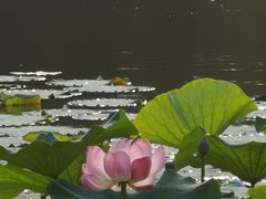 -新江湾城公园