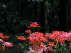 -上海滨江森林公园