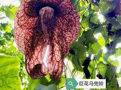 -中国科学院西双版纳热带植物园