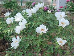 -莲花池公园