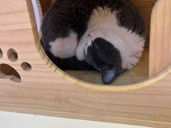 -爪爪喵星球·猫舍(前海卓越店)