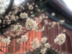 -大觉寺-停车场