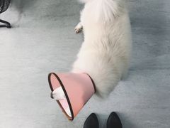 -乐派堂宠物医院·猫友好· 心脏科(东街店)