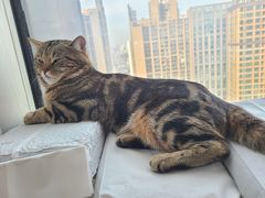 -Catmate·猫肥家润(金润铂宫店)