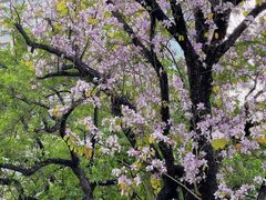 -人民公园(罗湖区)