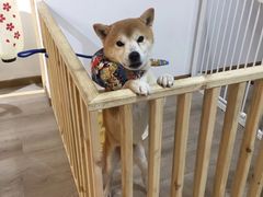 -柴迷FANS CLUB·柴犬狗咖·猫咖