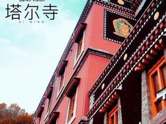 -塔尔寺-菩提树