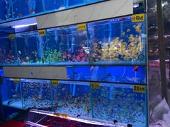 -青石桥花鸟鱼虫市场(叠翠城店)