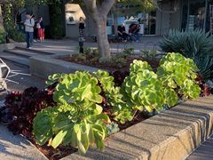 -墨尔本皇家植物园