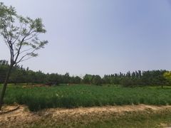 -东郊湿地公园