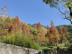 -卧龙中华大熊猫苑神树坪基地