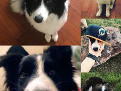 -吴叔烧腊(老虎桥店)