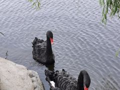 -万柳高尔夫俱乐部