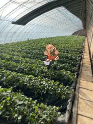 -蓝呗呗蓝莓草莓采摘园(通州区马驹桥店)