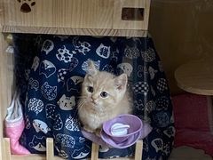 -欣宠猫屋·矮脚拿破仑·蓝金金渐层