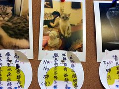 喵介绍-猫色咖啡·猫咖