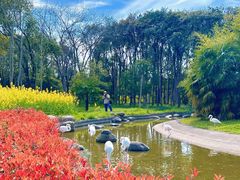 -顾村公园