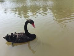 -天鹅湖温泉游泳馆
