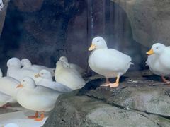 -海合安青岛极地海洋公园