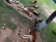 -西霞口神雕山野生动物世界