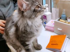 -十年猫舍·猫咪专门店(普陀店)