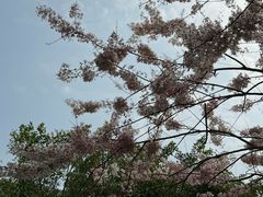 -深圳国际园林花卉博览园