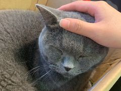 -Heymao猫咖.咖啡厅(东门店)