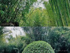 -深圳仙湖植物园
